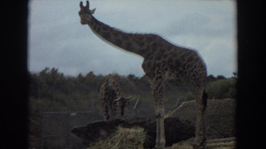 1974: giraffes having food. IRVINE CALIFORNIA