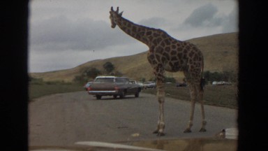 1974: giraffe walking in the middle of the road. IRVINE CALIFORNIA