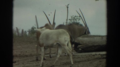1974: Animals Walking in Dirt Open Area Irvine California