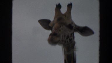 1974: a giraffe roaming along at daytime, seen from the neck up IRVINE