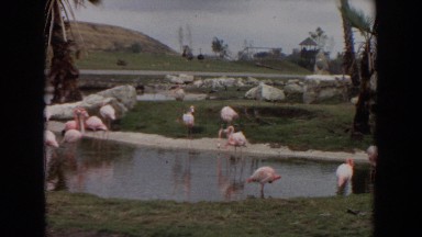 1974: a day in the life of the pink flamingos. IRVINE CALIFORNIA