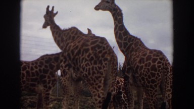 1974: giraffes in a zoo standing around in a group of five IRVINE CALIFORNIA