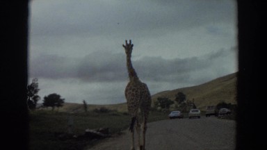 1974: a giraffe wanders down a street blocked by cars IRVINE CALIFORNIA