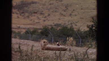 1974: a cheetah or leopard relaxing behind a fence on the savanna IRVINE