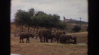 1974: herd of elephants with parents and calves stand together, eating IRVINE