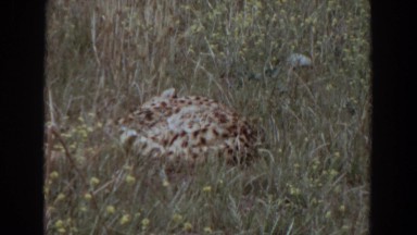 1974: when leopards rule the land. IRVINE CALIFORNIA