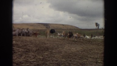1974: exotic animals at a watering hole on safari. IRVINE CALIFORNIA