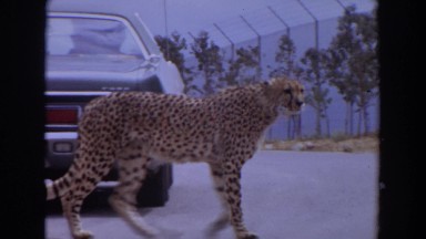 1974: leopard crosses the paths of humans without a care in the world IRVINE