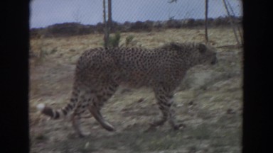 1974: beautiful leopard walking along a fence nature best IRVINE CALIFORNIA