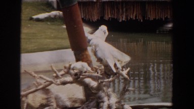 1974: white birds and parrots perched on wood sticks IRVINE CALIFORNIA