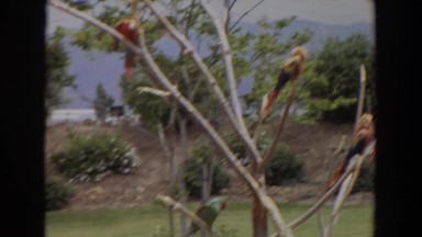 1974: colorful birds charming in the zoo IRVINE CALIFORNIA
