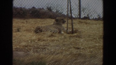 1974: a cheetah relaxing on the ground during a nice sunny day. IRVINE