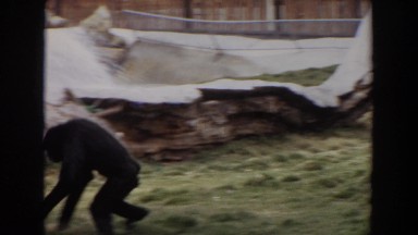 1974: two apes are playing near to a rock on the meadow IRVINE CALIFORNIA