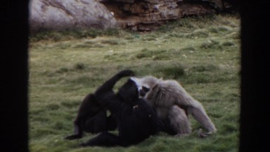 1974: three monkeys checking out a foreign object they came across on their land