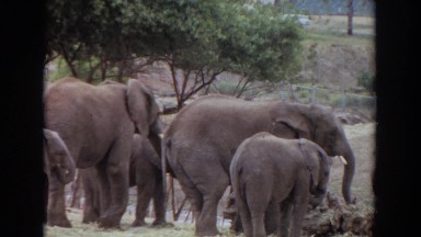 1974: family of elephants core IRVINE CALIFORNIA