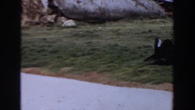 1974: seals enjoying their habitat in the zoo. IRVINE CALIFORNIA