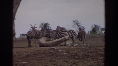 1974: zoo where animals like ostrich, giraffe, cow etc are standing IRVINE