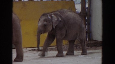 1974: elephants walking around in their concrete home. IRVINE CALIFORNIA