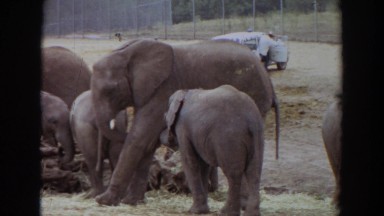 1974: elephants enjoying a casual day. IRVINE CALIFORNIA
