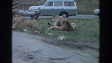 1974: lions laying out in the grass. IRVINE CALIFORNIA