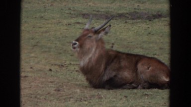 1974: yak chewing the cud while he rests on the cool grass. IRVINE CALIFORNIA