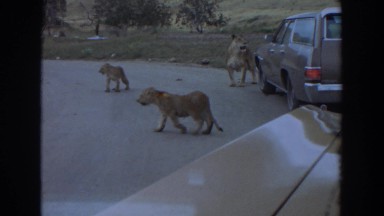 1974: prowling lions on the street, followed by grazing rhinos IRVINE CALIFORNIA