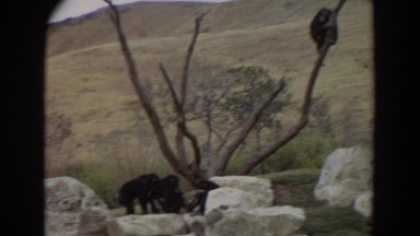 1974: monkeys in their natural habitat. IRVINE CALIFORNIA