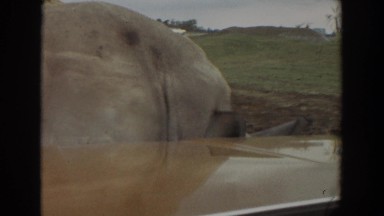1974: A Pack of Rhinos Seen During a Safari in Africa Irvine California