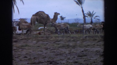 1974: on safari in africa. IRVINE CALIFORNIA