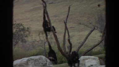 1974: some chimpanzees climbing a dead tree on the savanna IRVINE CALIFORNIA