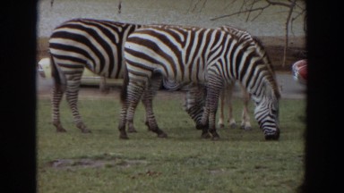 1974: zebras grazing on grass in front of muscle cars IRVINE CALIFORNIA