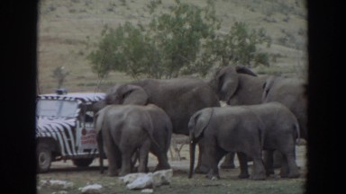 1974: a group of elephants approaches a safari car and interacts with the driver
