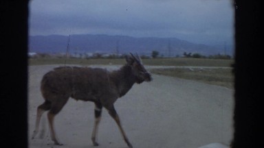 1974: an animal walking cross the road to greet the people in the passing car