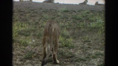1974: a lion walking up a hill towards a large pride of lions IRVINE CALIFORNIA