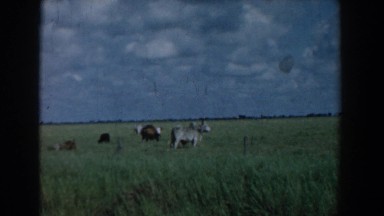 1958: a herd of cattle grazing on a field in the countryside SOUTH CAROLINA