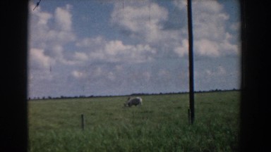 1958: cow grazing in the field. SOUTH CAROLINA