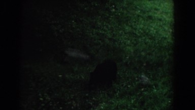 1958: a small bear cub exploring a field of green grass SOUTH CAROLINA