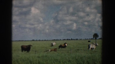 1958: cows grazing in the field. SOUTH CAROLINA