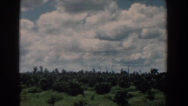 1958: cloudy sky over field of evergreen trees SOUTH CAROLINA
