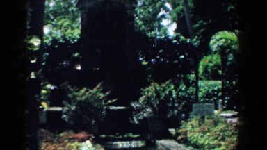 1958: Water Lilies in a Community Park, South Carolina