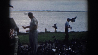 1958: Almost Covered in Birds, South, Carolina