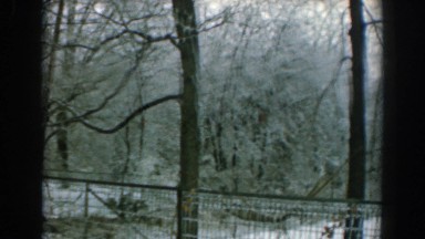 1962: A Tranquil Forest Behind a Fence