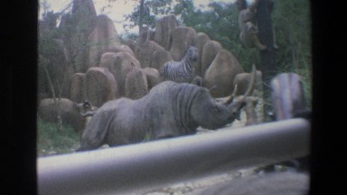 1973: A Waterfall in an Enclosure with Hippos Walt Disney World Florida