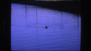 1975: duck swimming on the water COPENHAGEN
