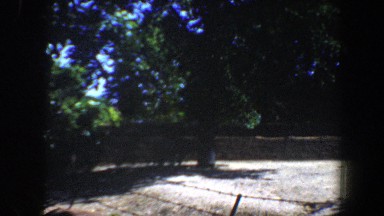 1964: an animal grazes in a field of dry grass SAINT LOUIS MISSOURI