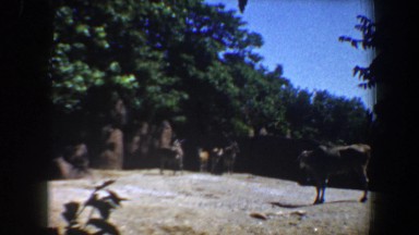 1964: a quick look at a life free of humans and full of peace in mind