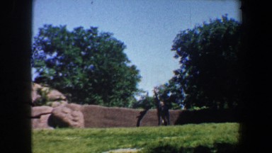 1964: a wandering young giraffe at the zoo surrounded by rocks
