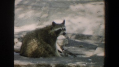 1964: on the snow covered ground, a lone raccoon sniffs the air and looks around