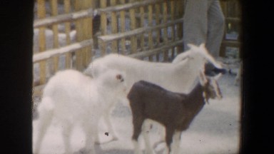 1964: there are 2 white goats, and 2 mixed color goats with 2 guys feeding one