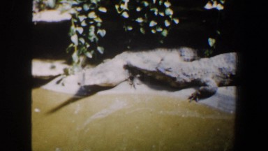 1964: a crocodile resting on the sandy shore of the river SAINT LOUIS MISSOURI